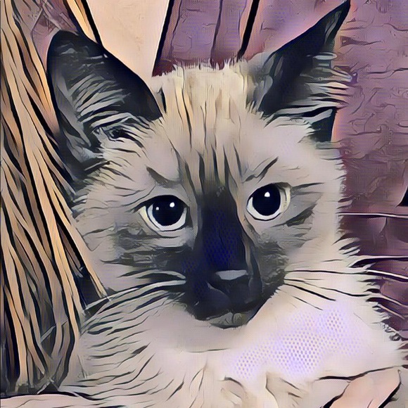 Meet your Posher, Tina - Picture 1 of 1